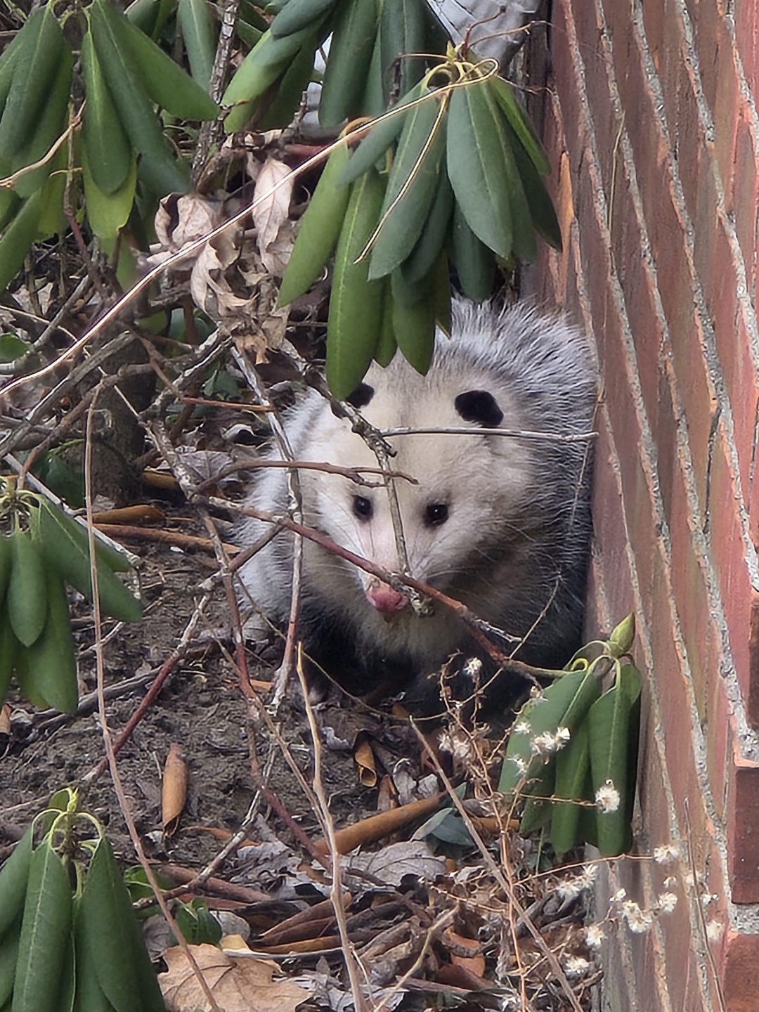 Possum